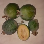 mini mandala frutti misteriosi guava